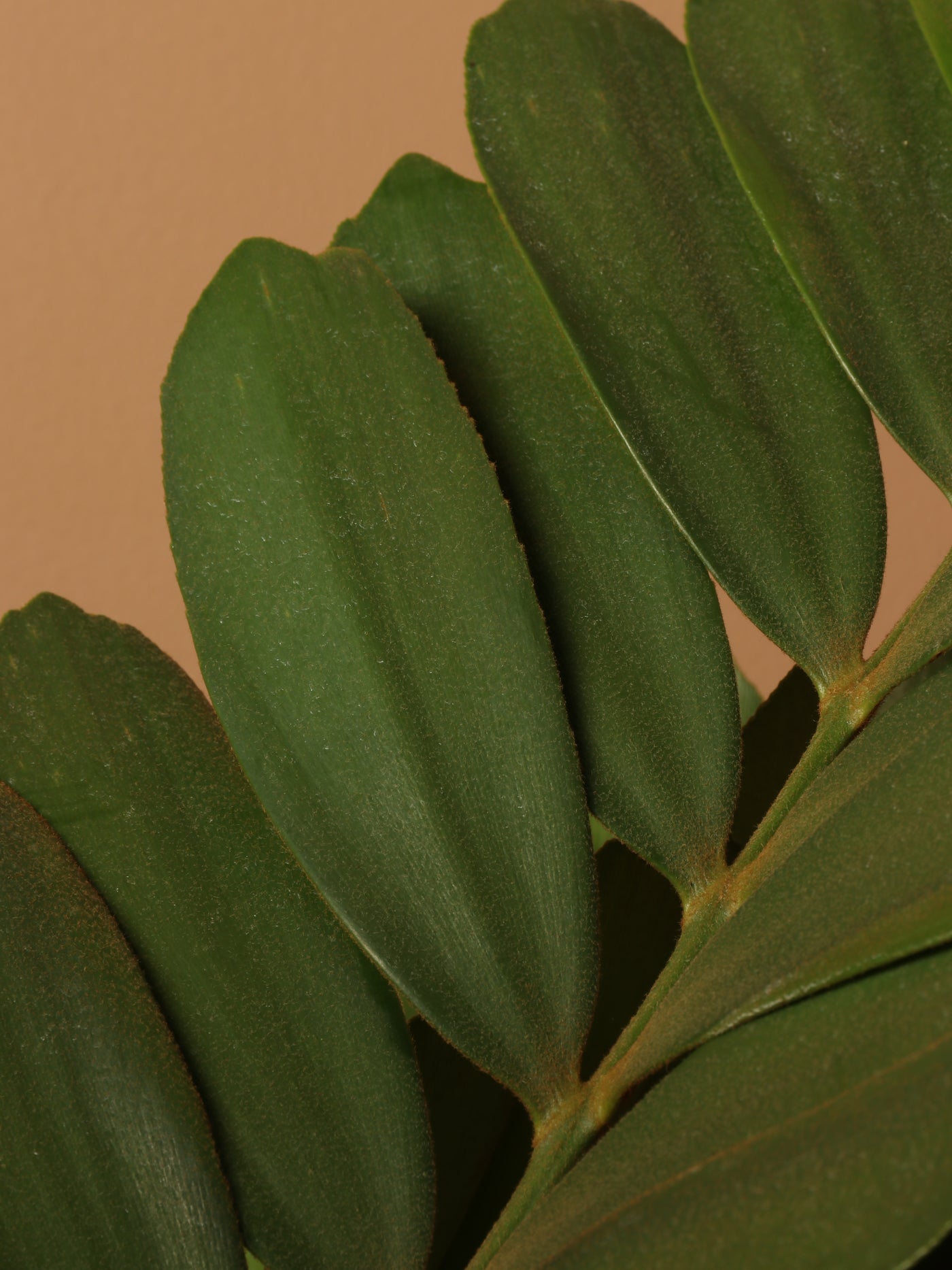 Full Size Cardboard Palm