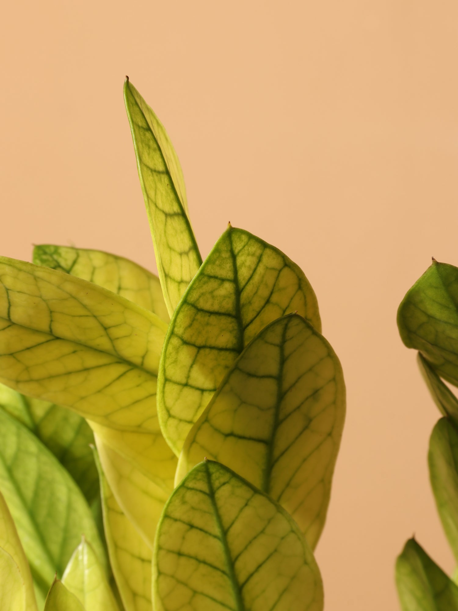 chameleon zz plant near me Buy ZZ Plant 'Chameleon' Online | Low Light Plant
