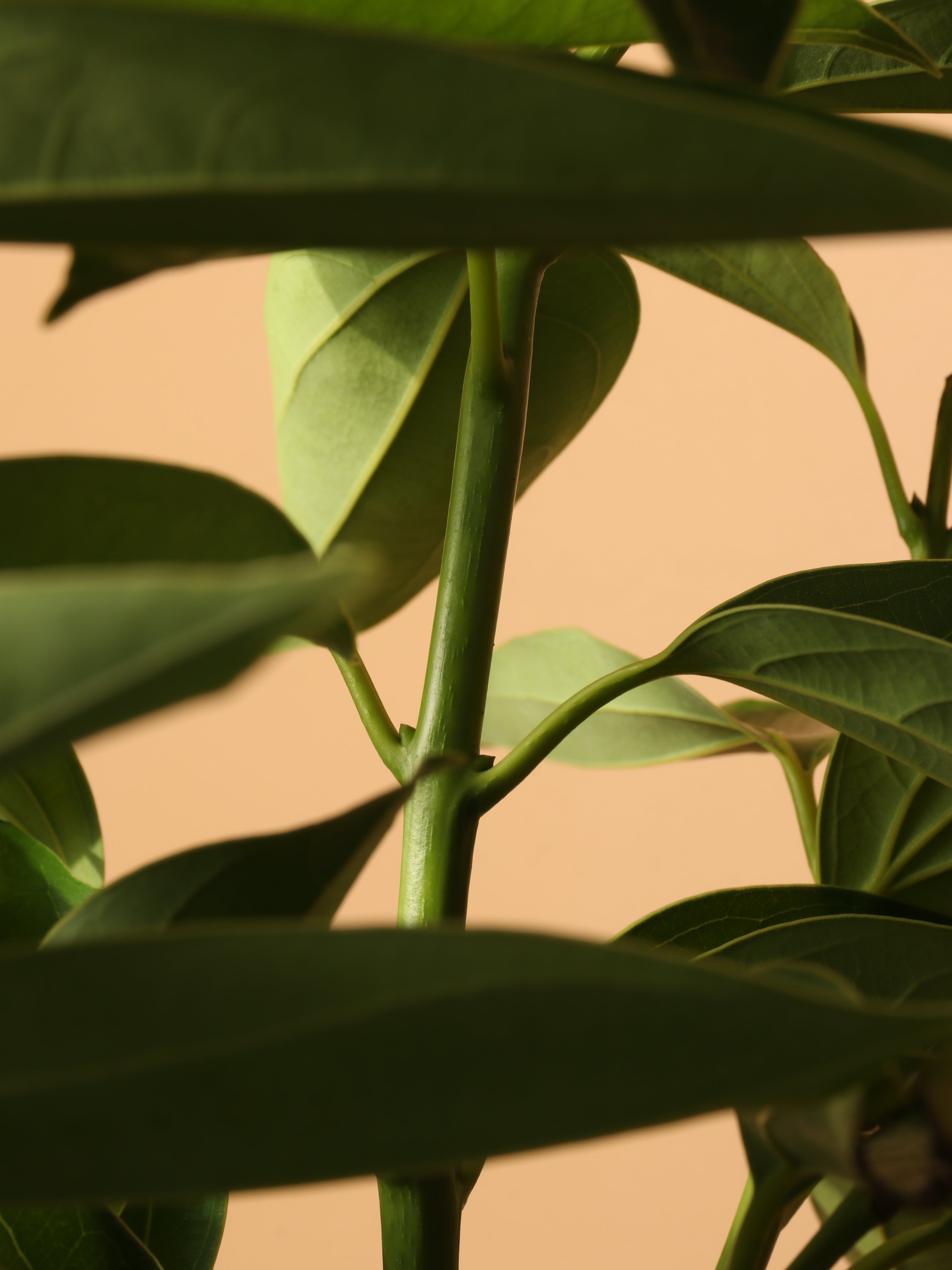 Full Size Cinnamon Plant