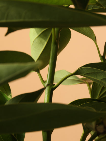 Full Size Cinnamon Plant
