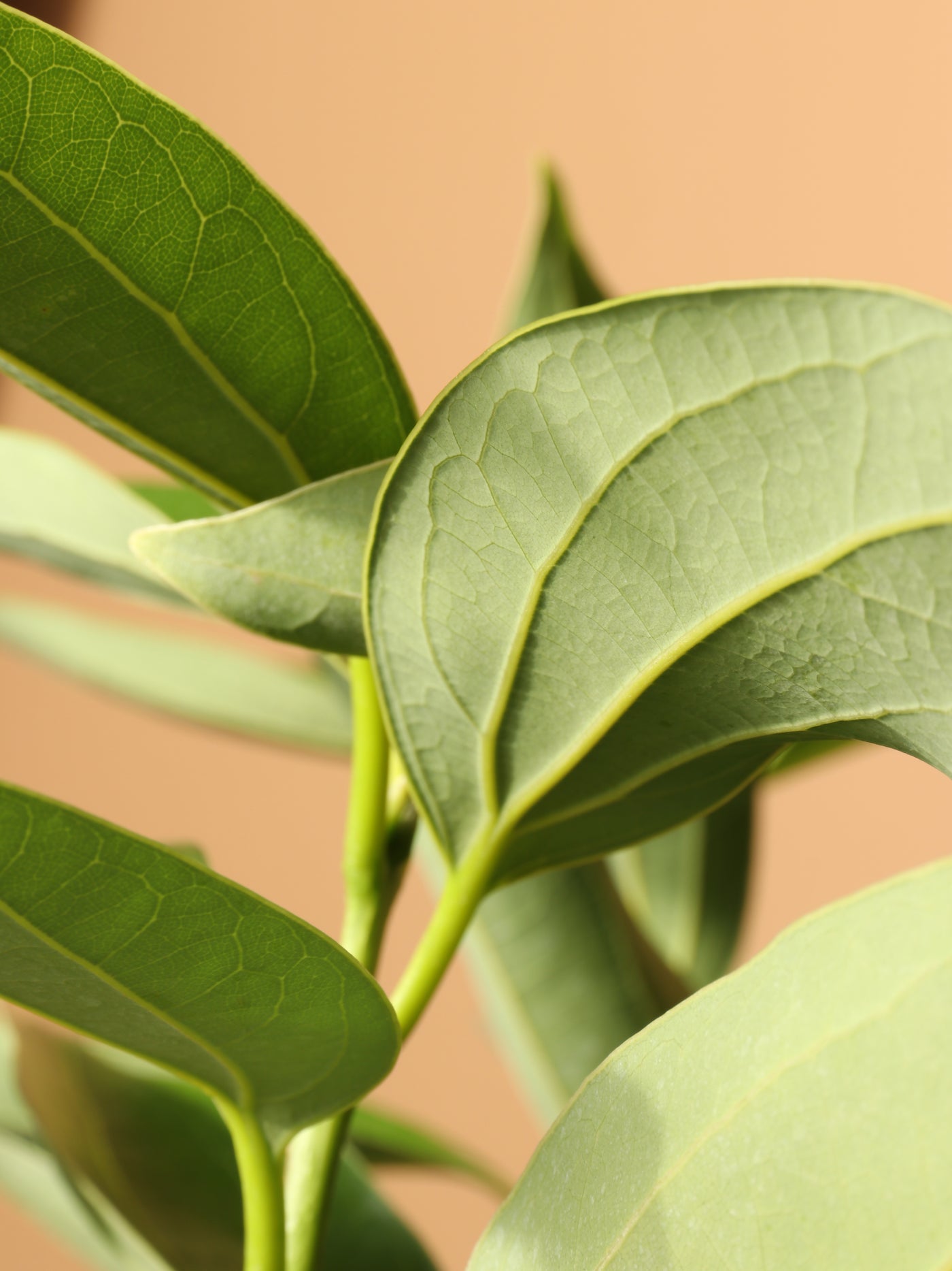 Large Cinnamon Plant
