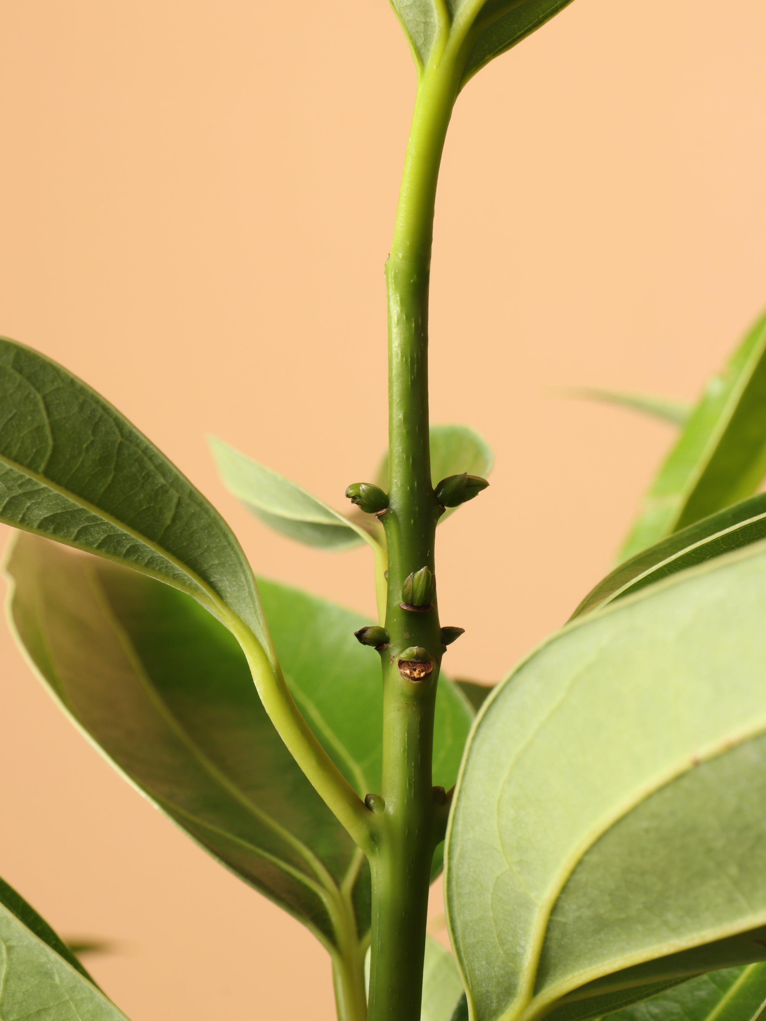 Full Size Cinnamon Plant