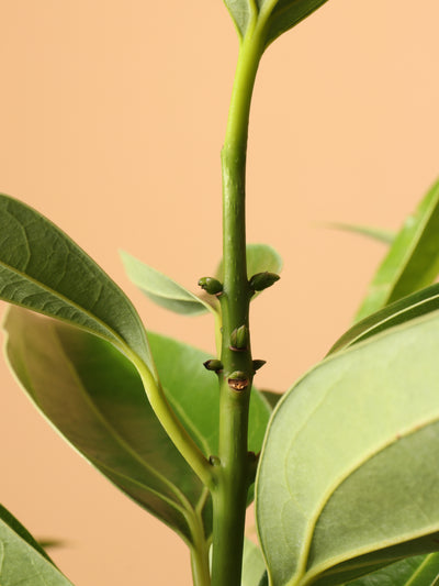Full Size Cinnamon Plant