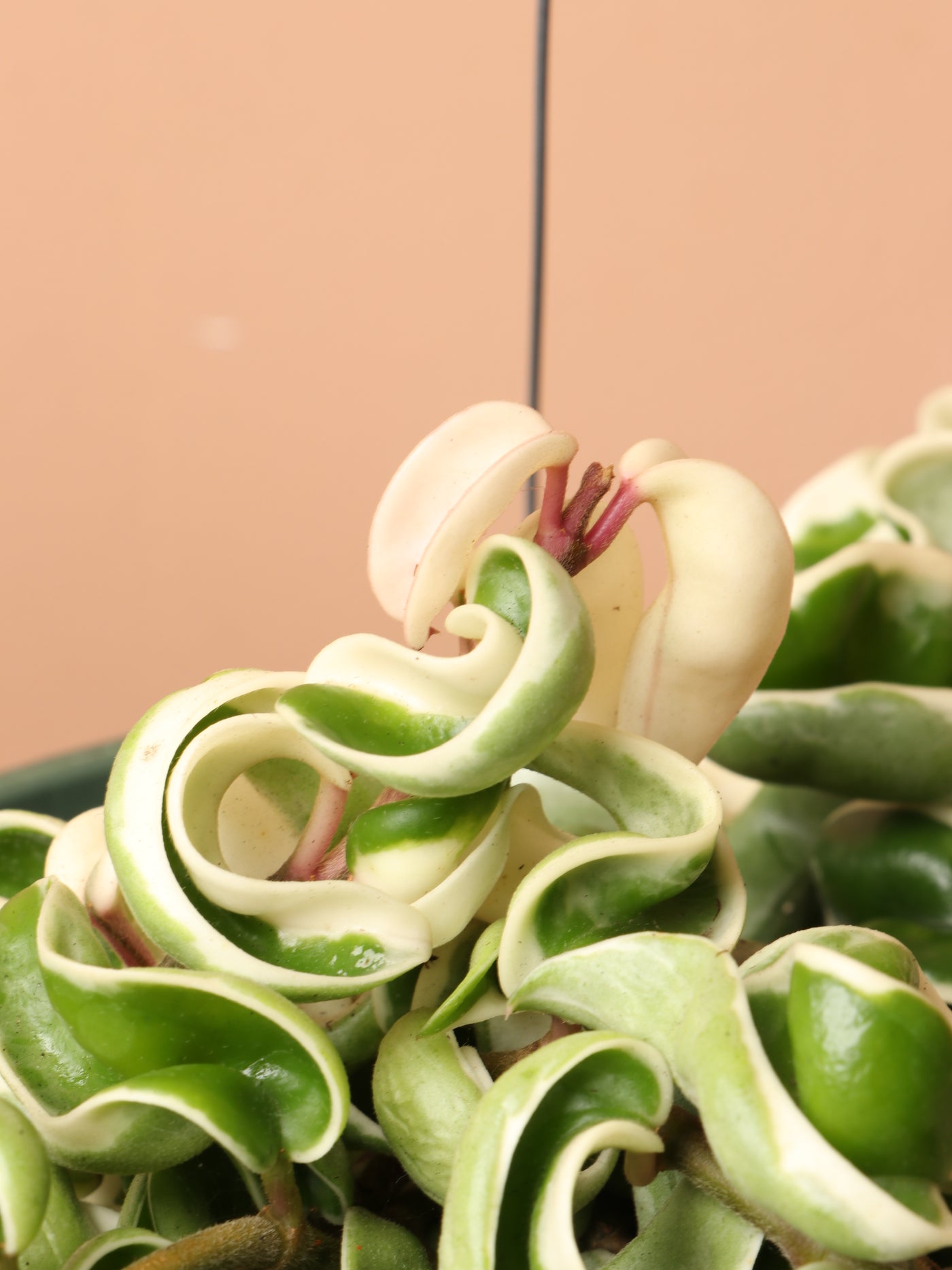 Hanging Hoya Hindu Rope (Carnosa Compacta)