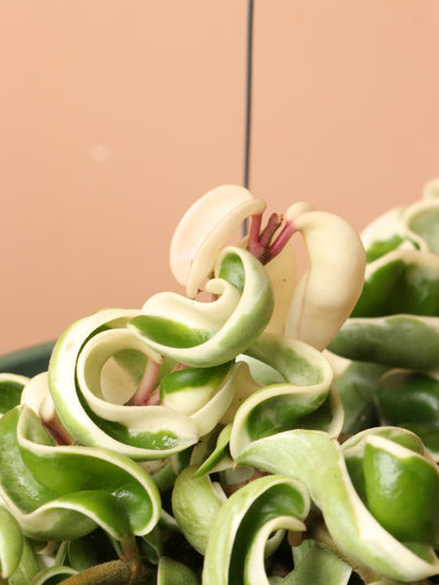 Hanging Hoya Hindu Rope (Carnosa Compacta)