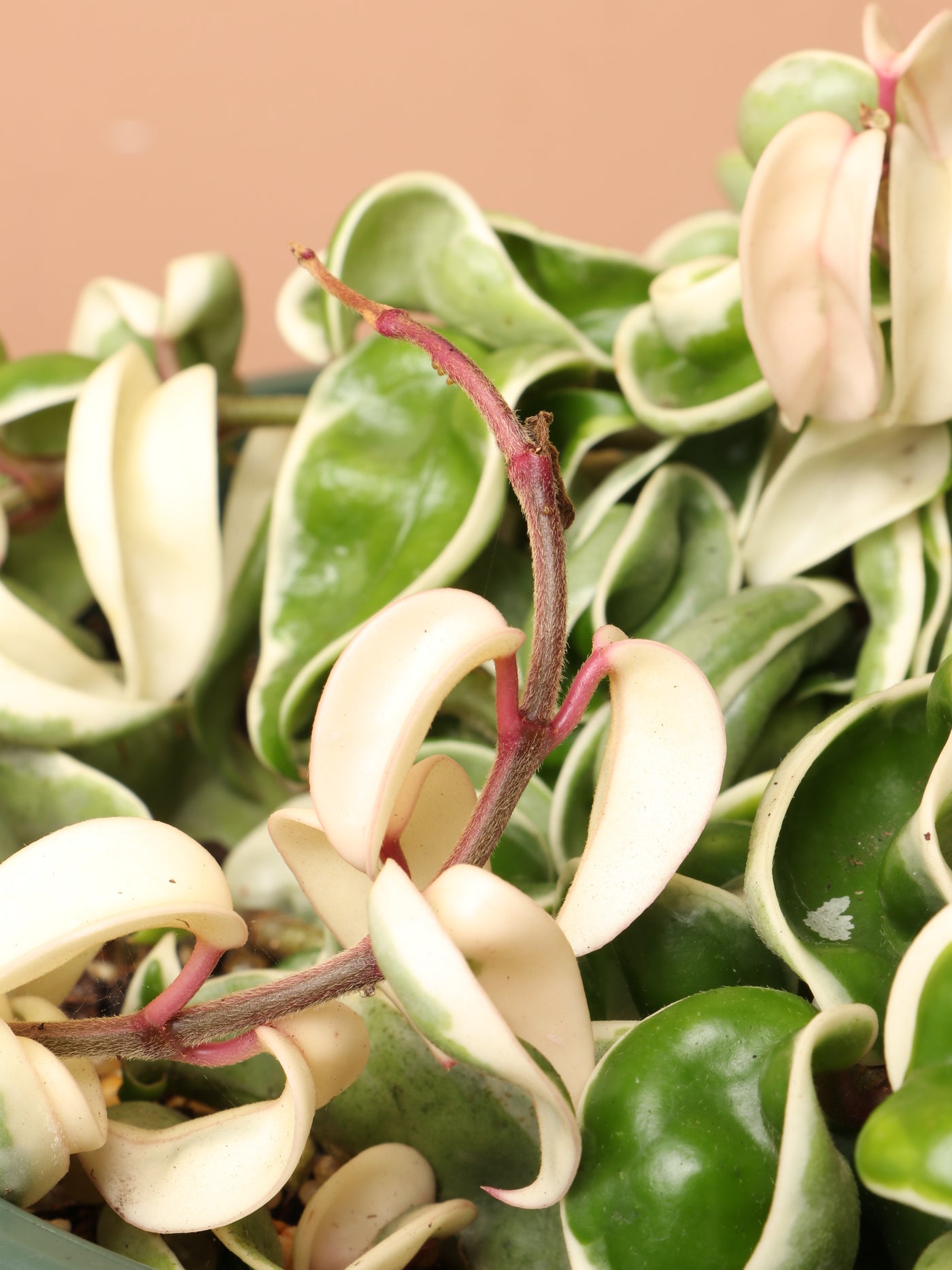 Hanging Hoya Hindu Rope (Carnosa Compacta)