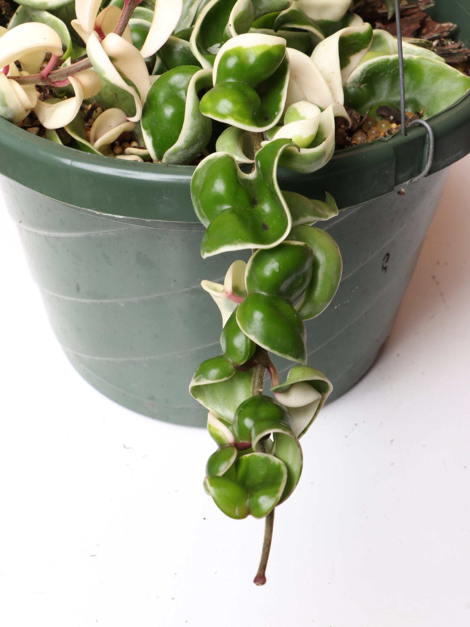 is a hindu rope plant a succulent Hanging Hoya Hindu Rope (Carnosa Compacta)