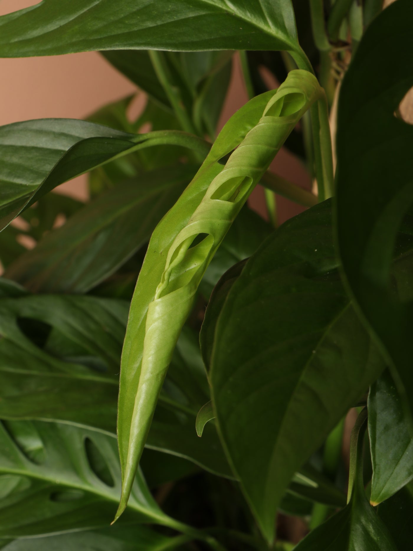Large Philodendron Adansonii Pole