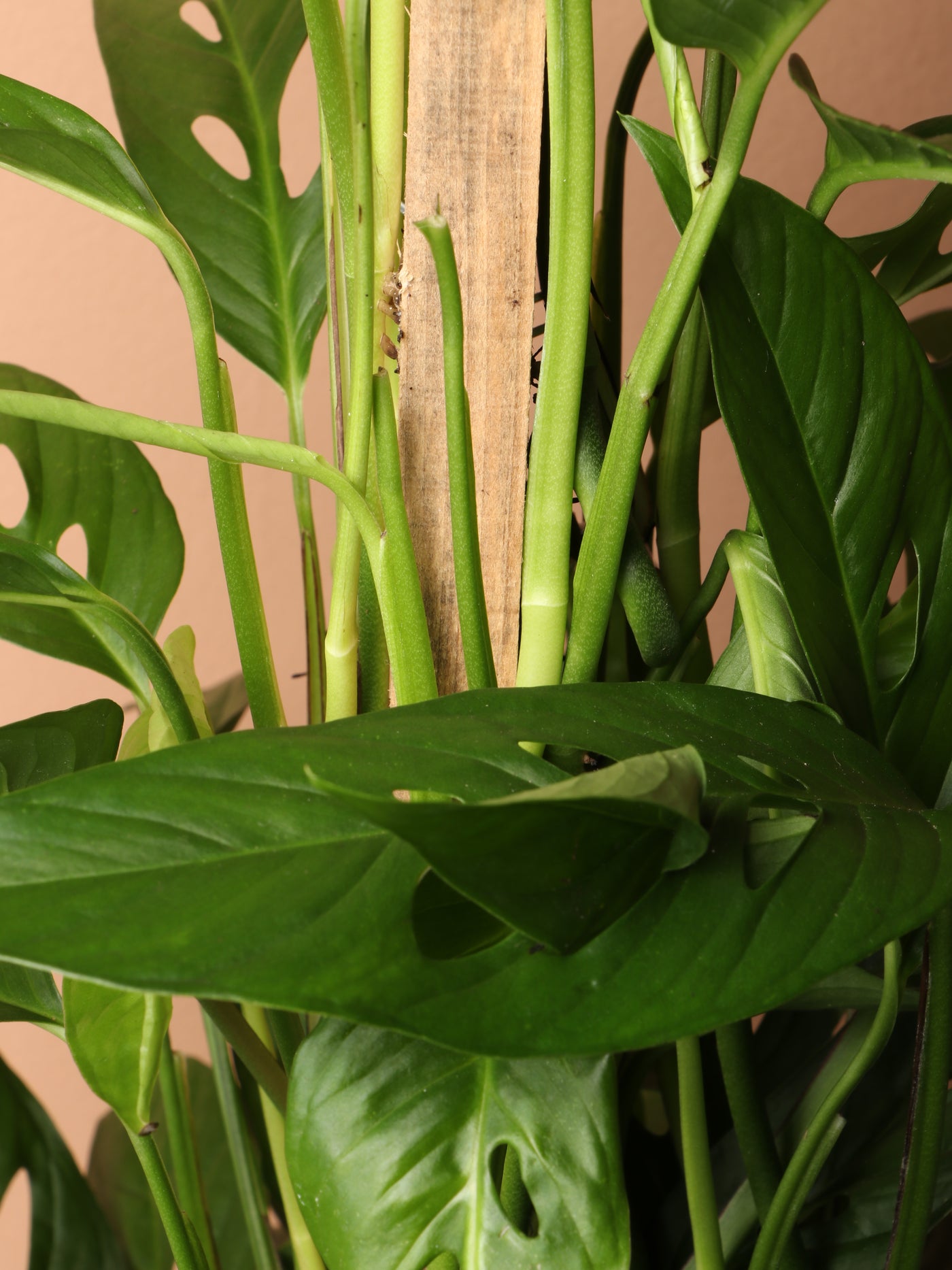 Large Philodendron Adansonii Pole