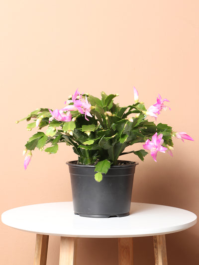 Medium Christmas Cactus (Pink)