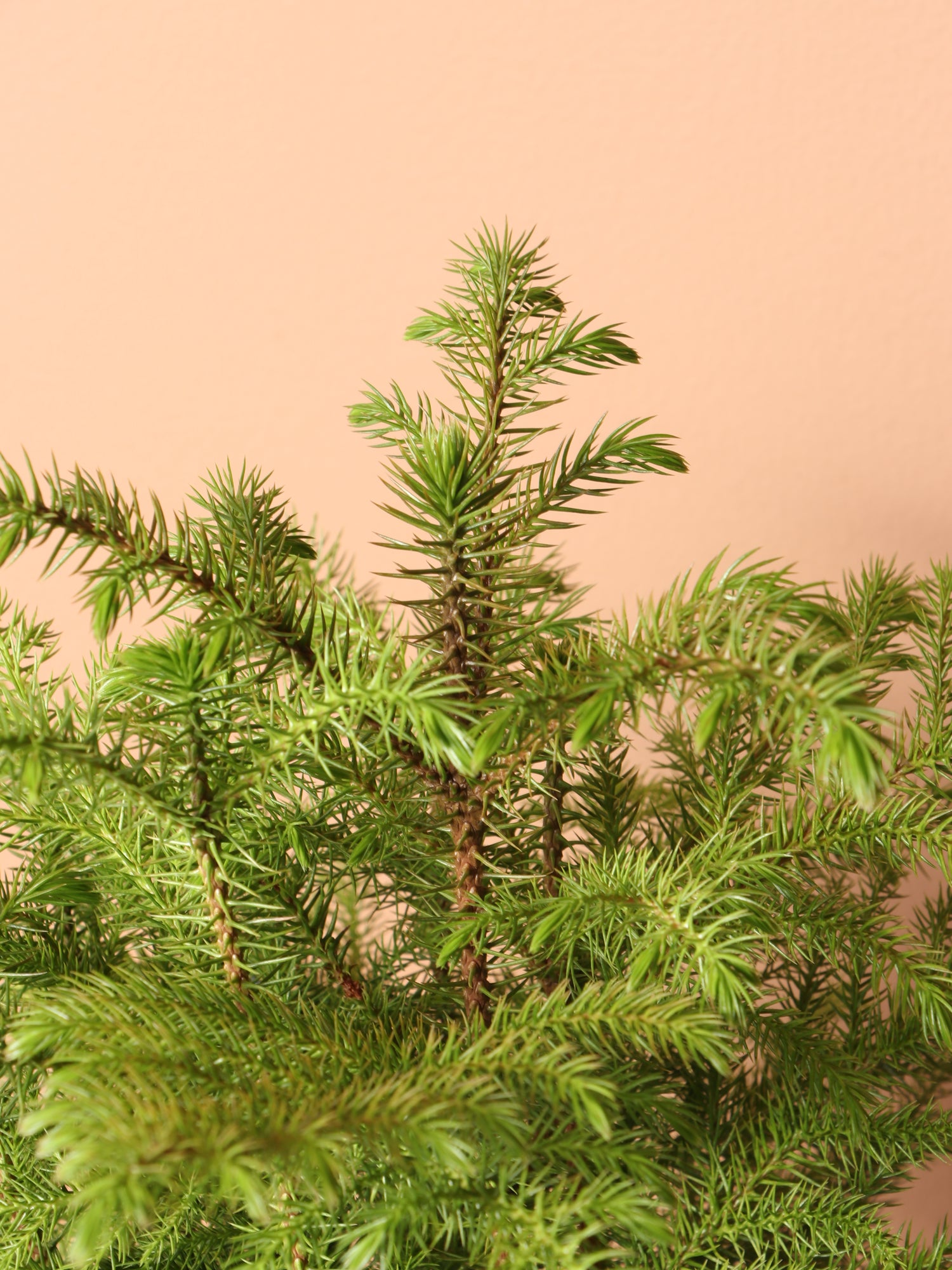 house pine plant Buy Norfolk Island Pine Online | Easy Care House Plant