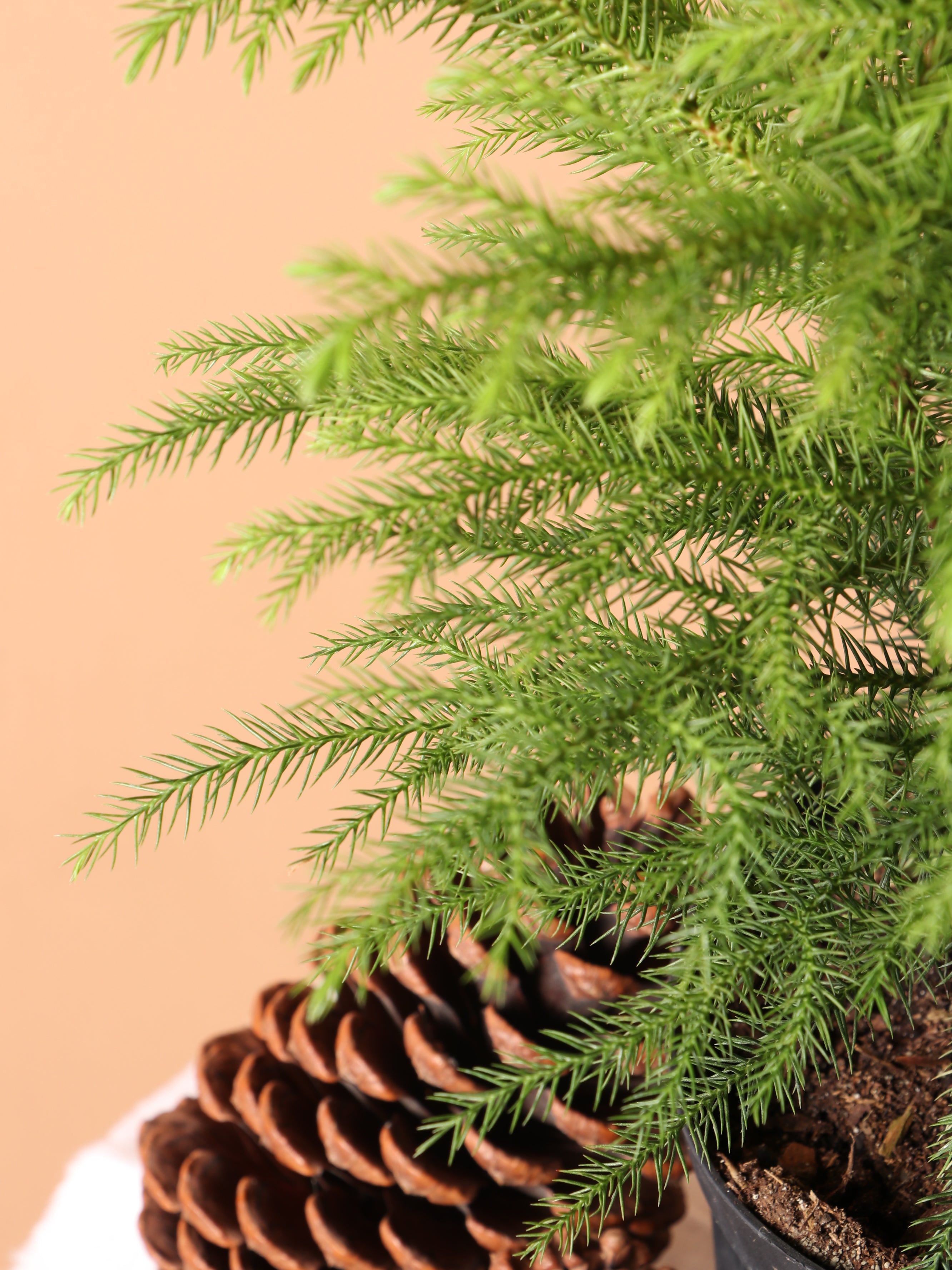 Dahing Plants Norfolk Island Pine - Thumbnail 5
