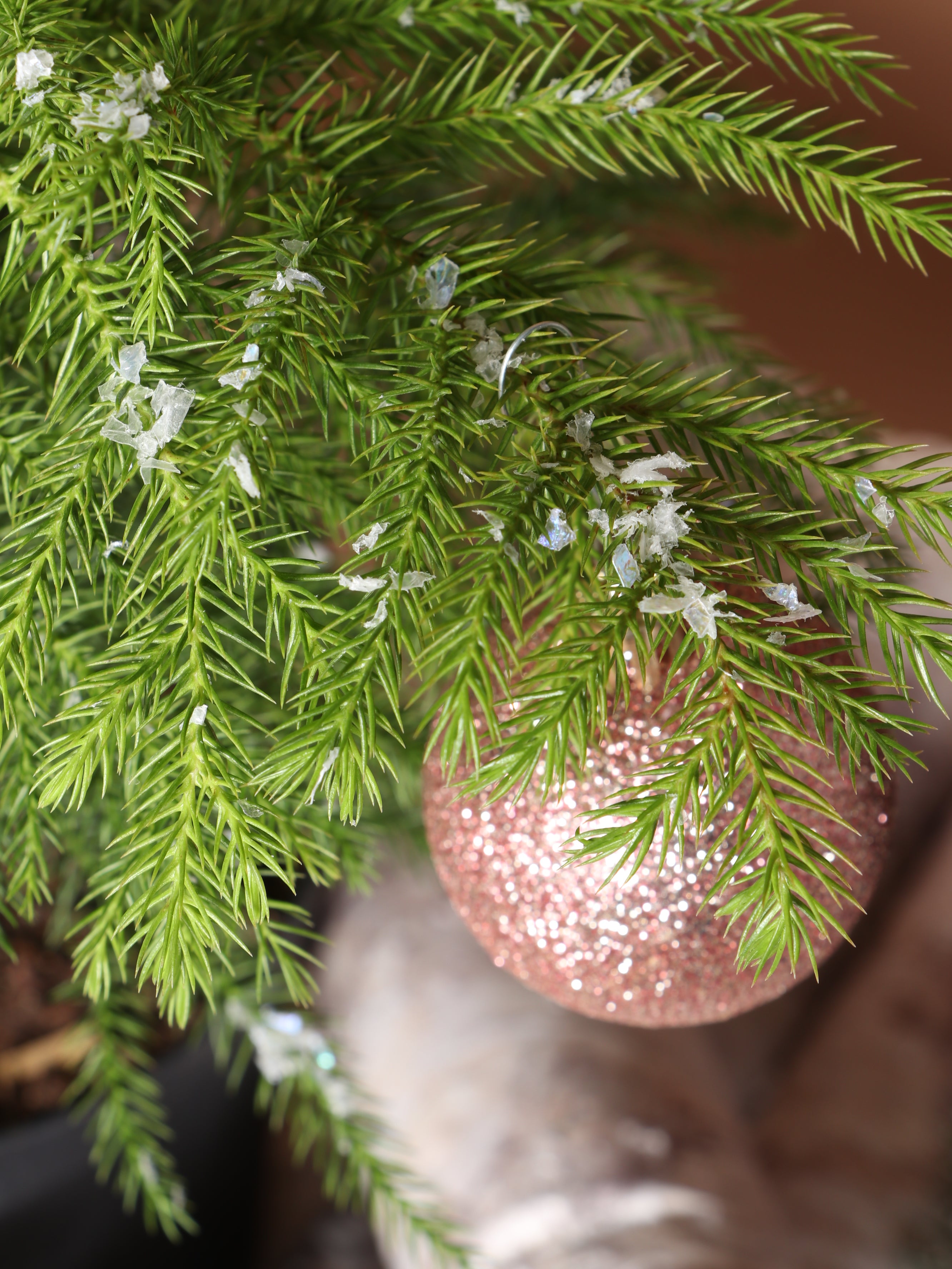 Dahing Plants Norfolk Island Pine - Thumbnail 3