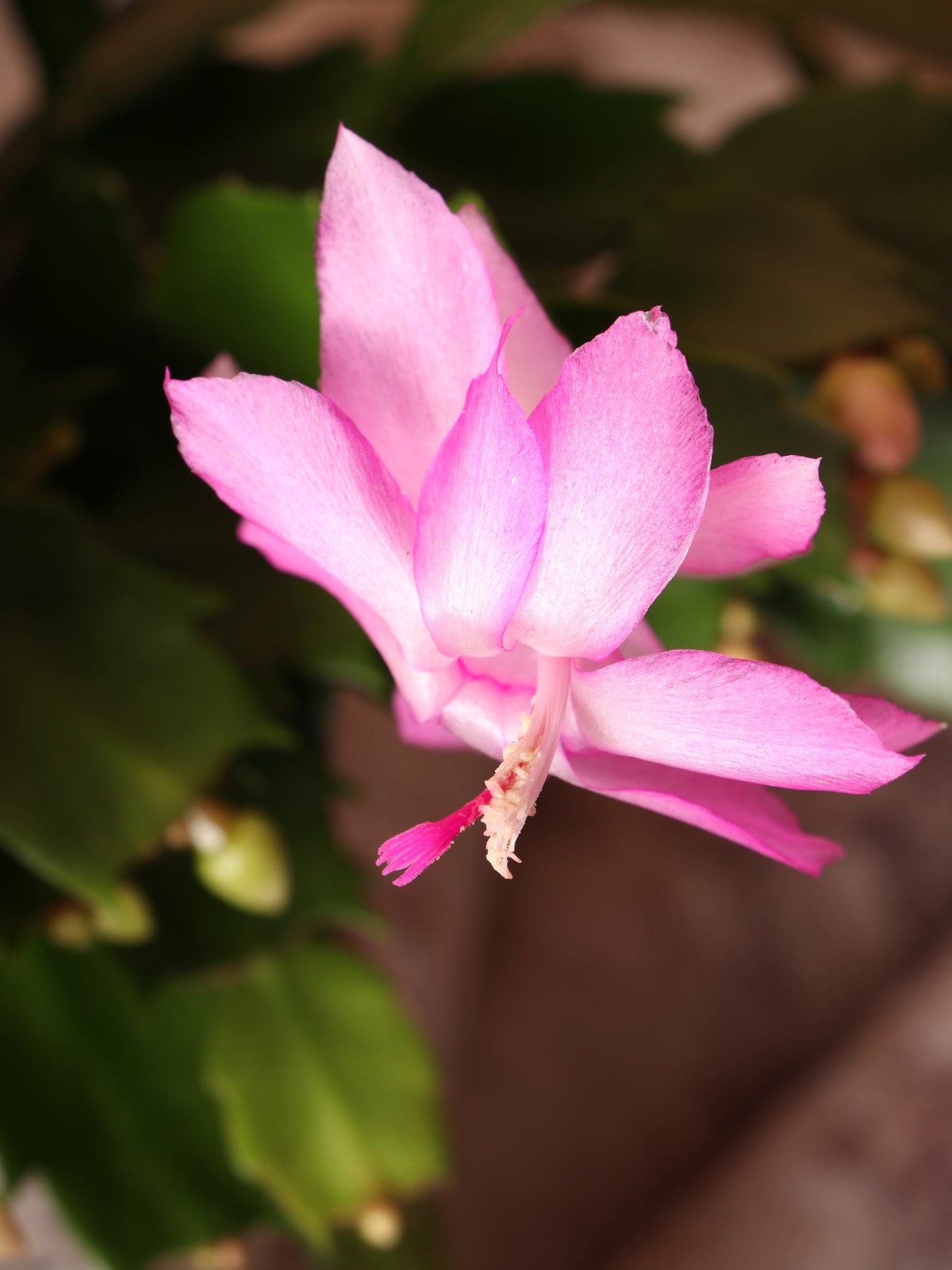 Medium Christmas Cactus (Pink)
