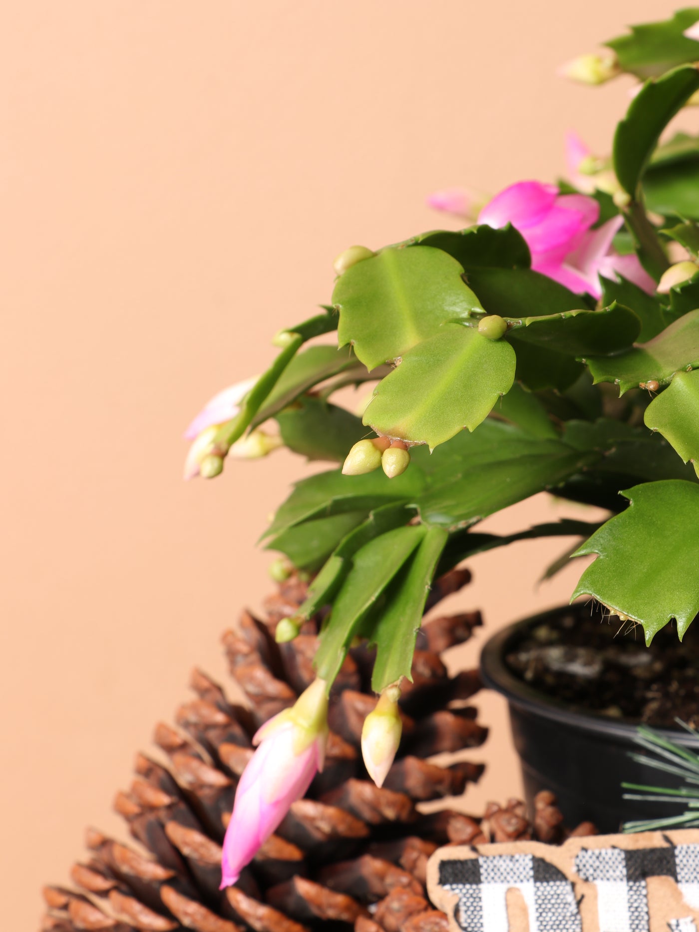 Medium Christmas Cactus (Pink)