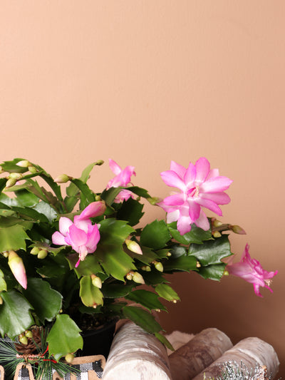 Medium Christmas Cactus (Pink)