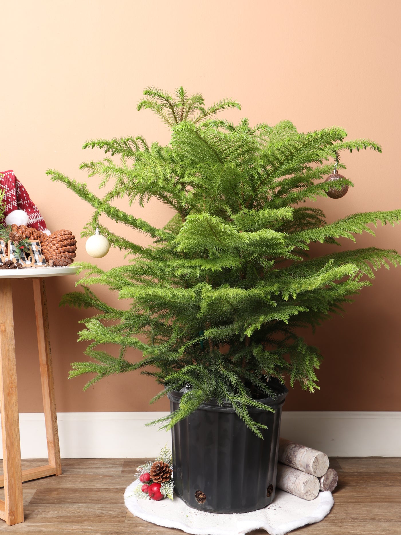 Large Christmas Tree (Norfolk Pine)