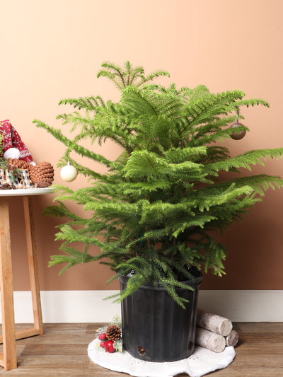 Large Christmas Tree (Norfolk Pine)