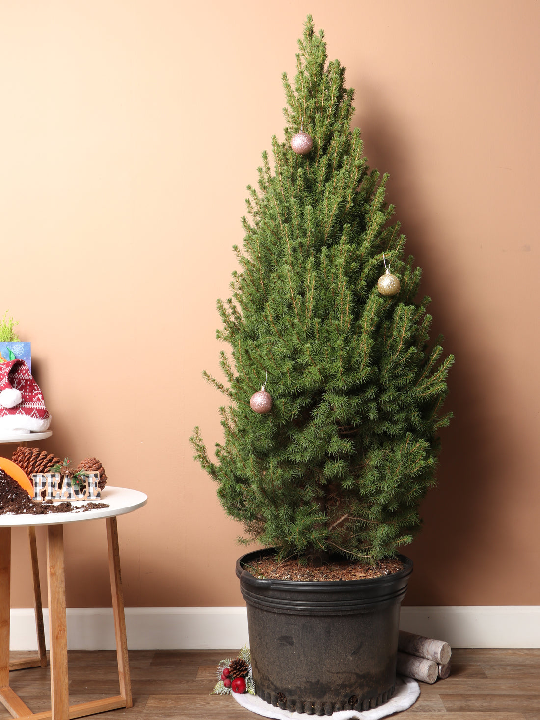 Full Size Christmas Tree (Fir)