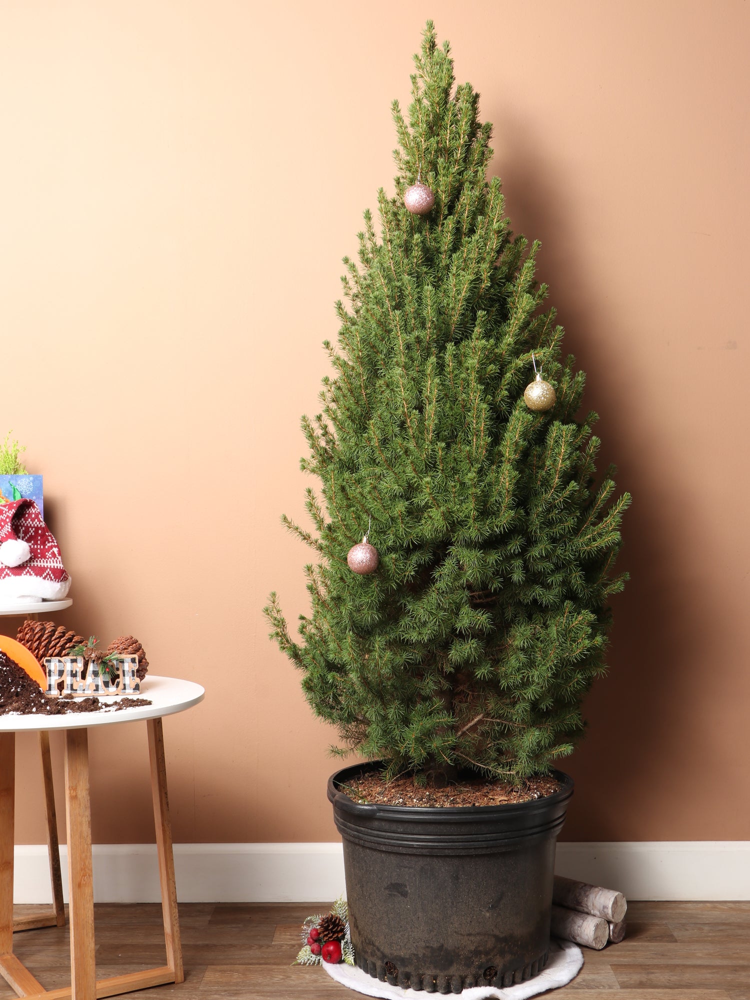 Full Size Christmas Tree (Fir)