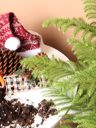 Large Christmas Tree (Norfolk Pine)