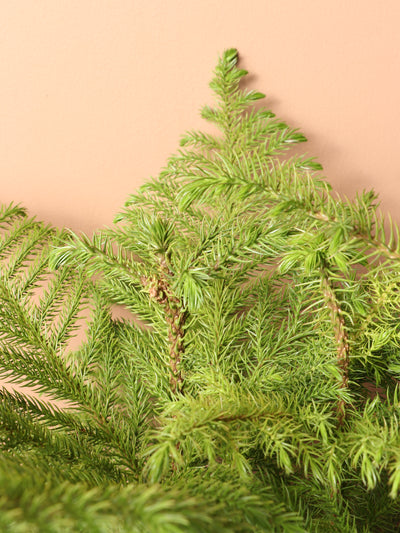 Large Christmas Tree (Norfolk Pine)