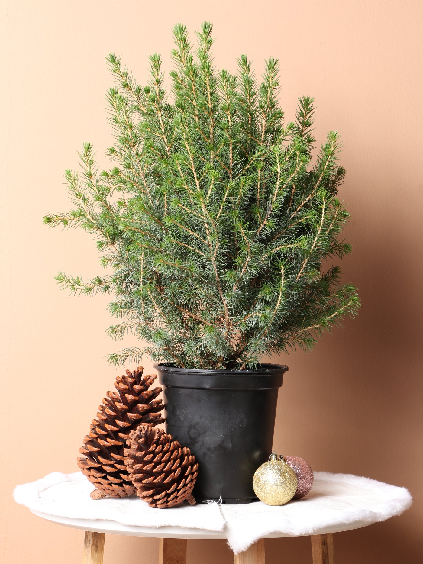 Medium Christmas Tree (Spruce)