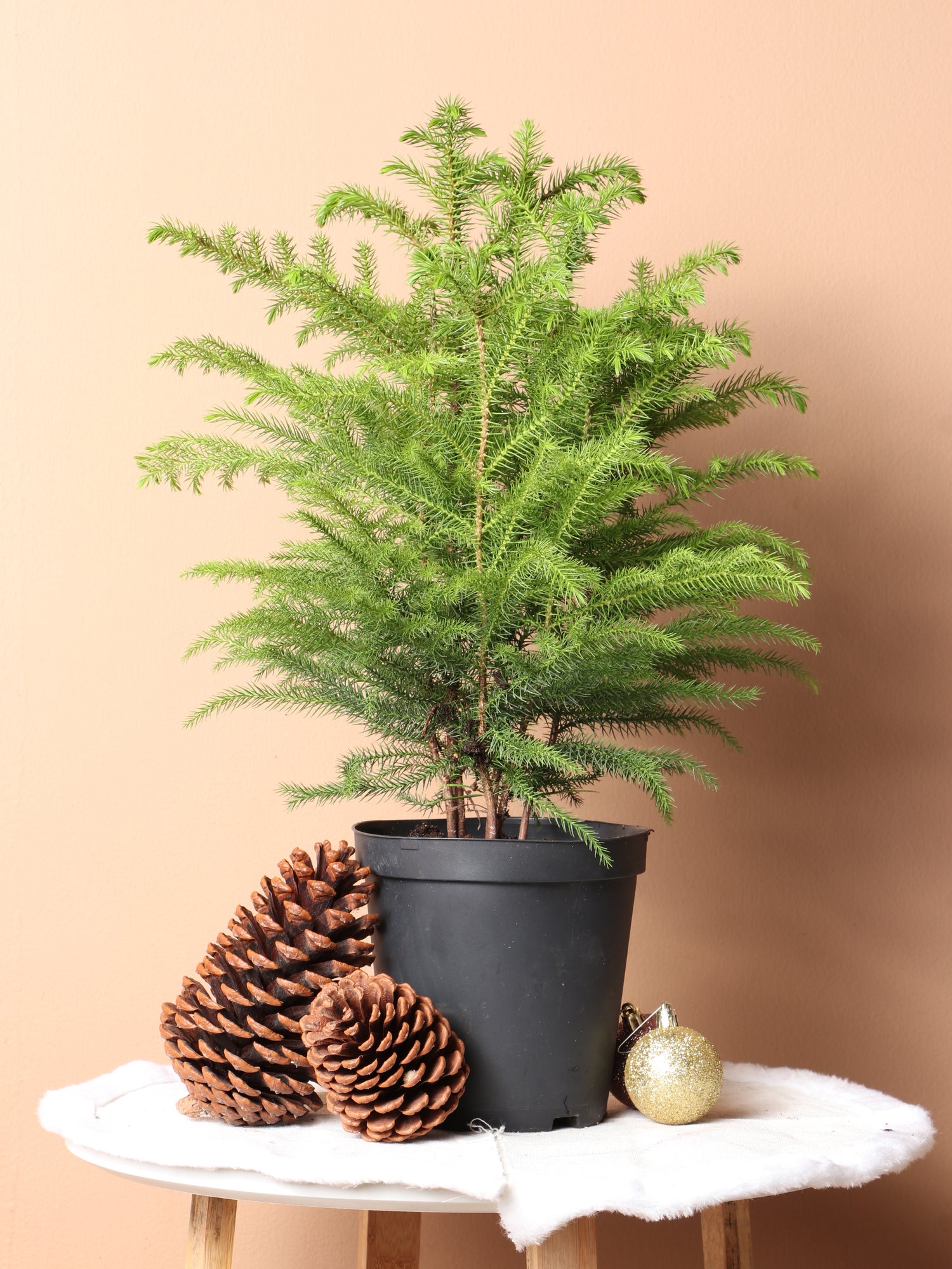 conifer house plant Medium Norfolk Island Pine