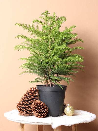 Medium Norfolk Island Pine