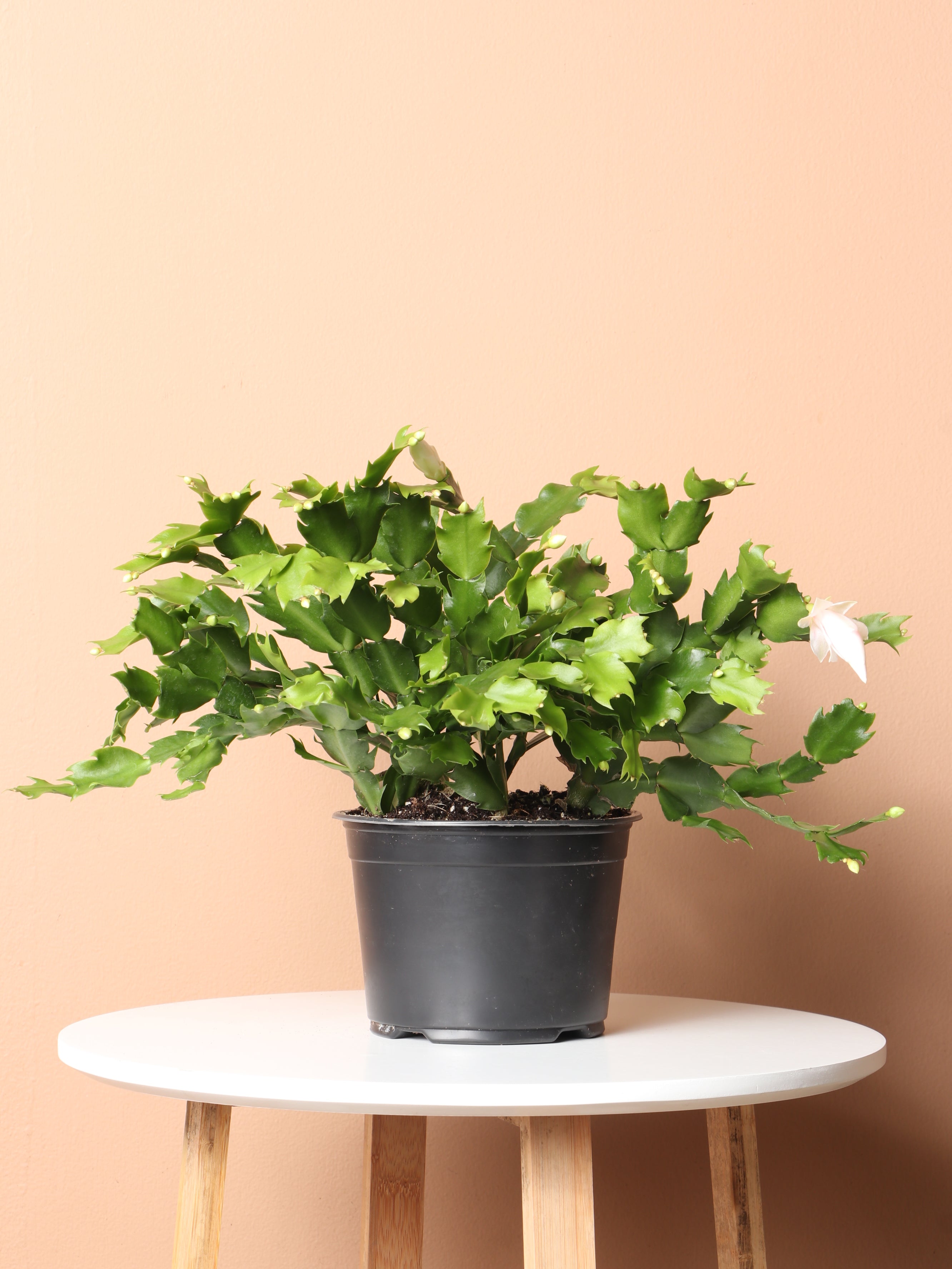 Medium Christmas Cactus (White)