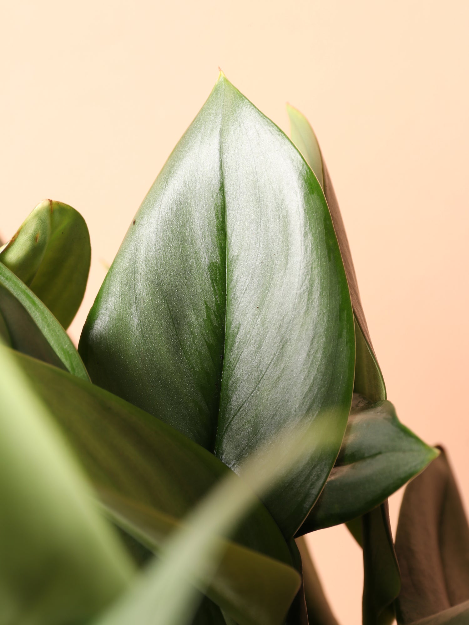 treubii pothos 6in Scindapsus Treubii 'Moonlight' Medium