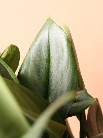 Medium Scindapsus Treubii &