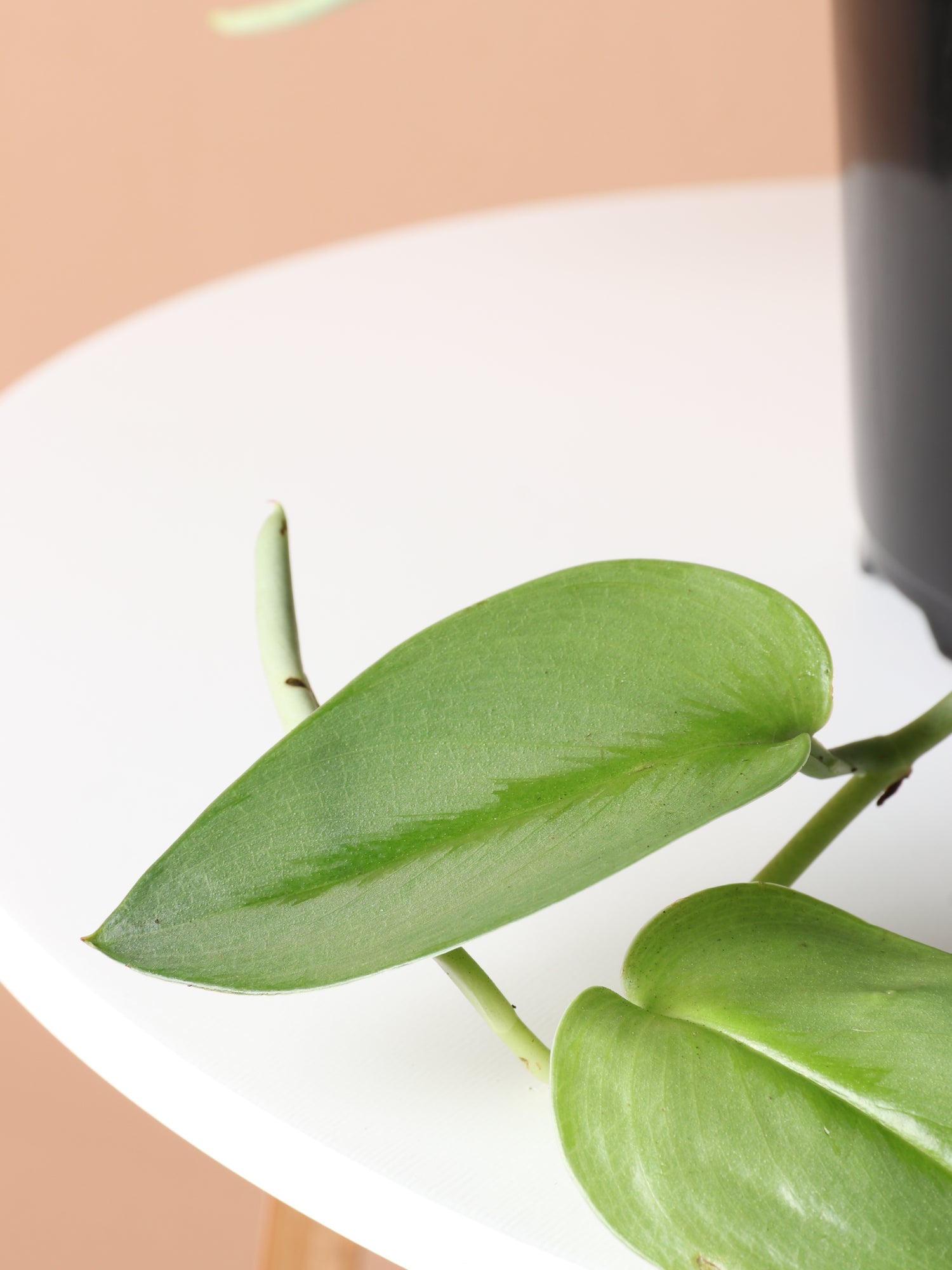 moonlight pothos for sale 6in Scindapsus Treubii 'Moonlight' Medium