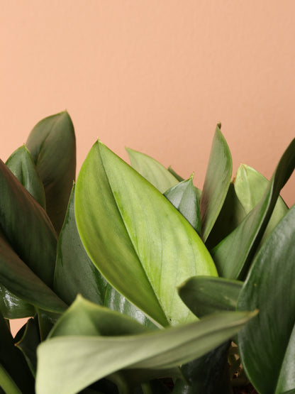 Medium Scindapsus Treubii &