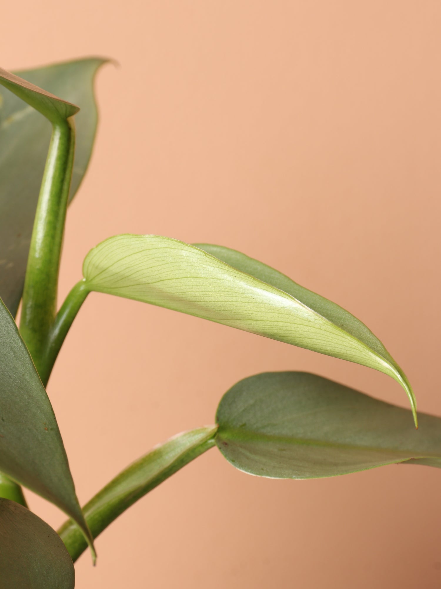 Medium Philodendron Silver Sword (Hastatum)