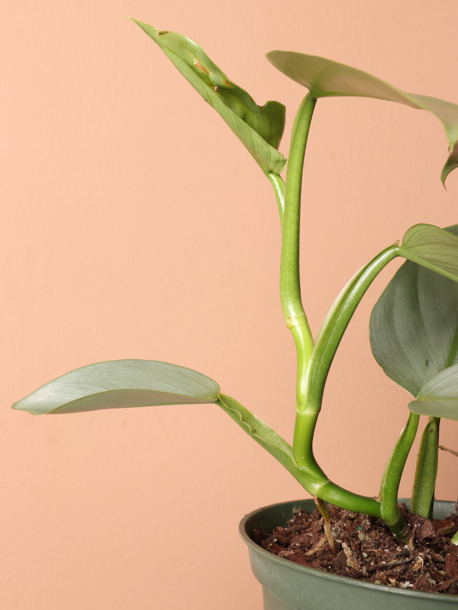 sp silver philodendron Medium Philodendron Silver Sword (Hastatum) – Dahing Plants