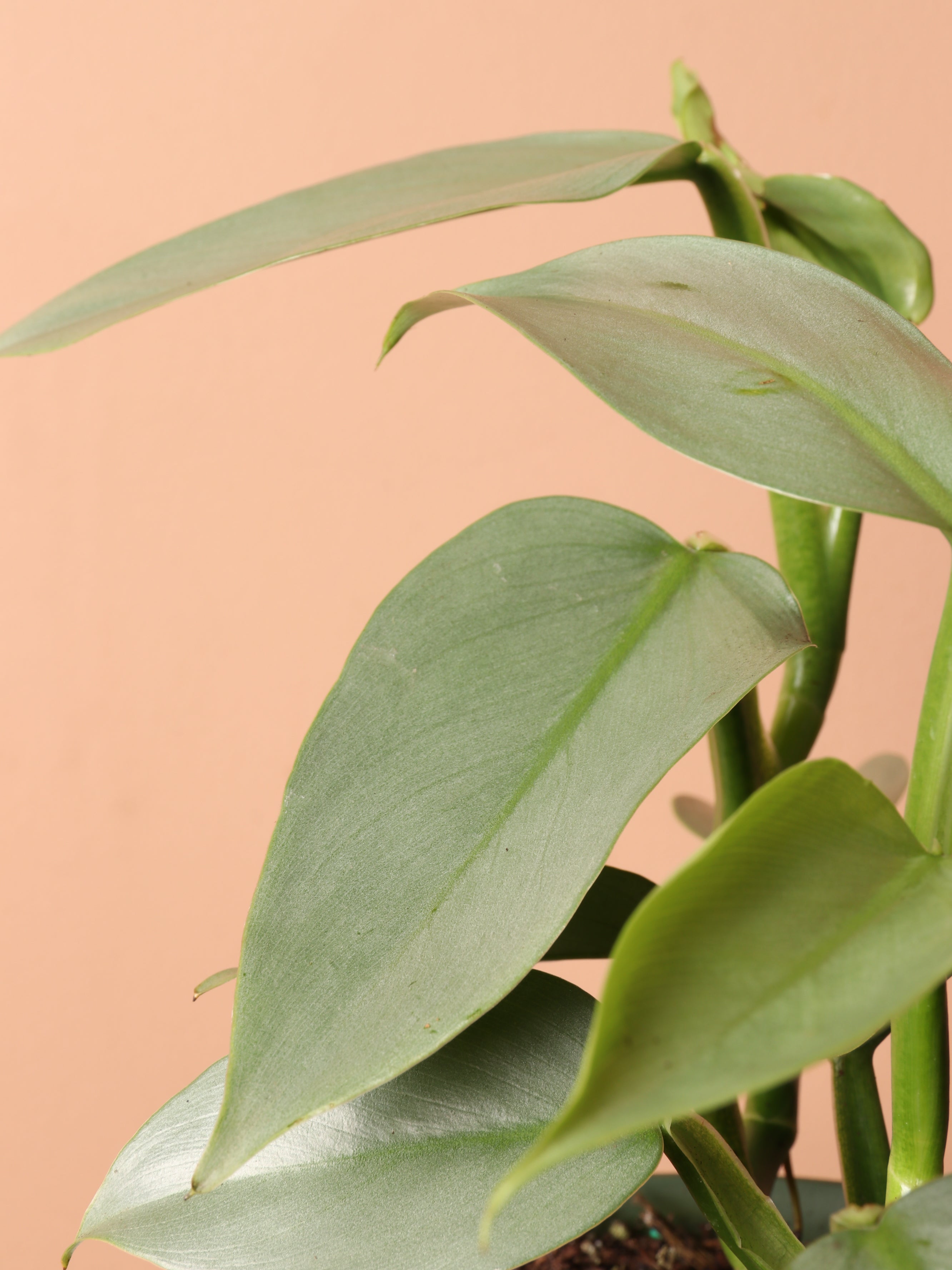 Medium Philodendron Silver Sword (Hastatum)