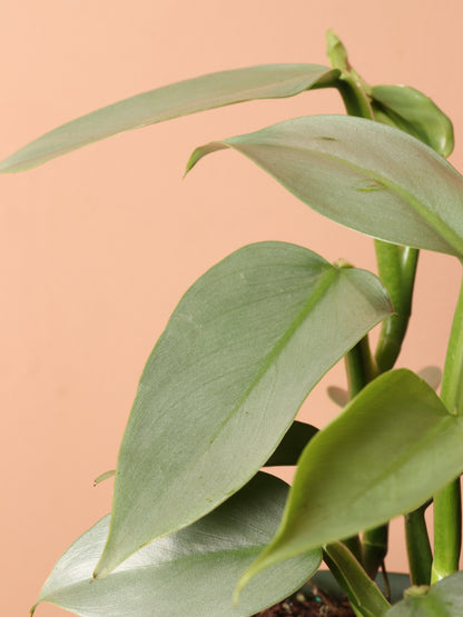 Medium Philodendron Silver Sword (Hastatum)