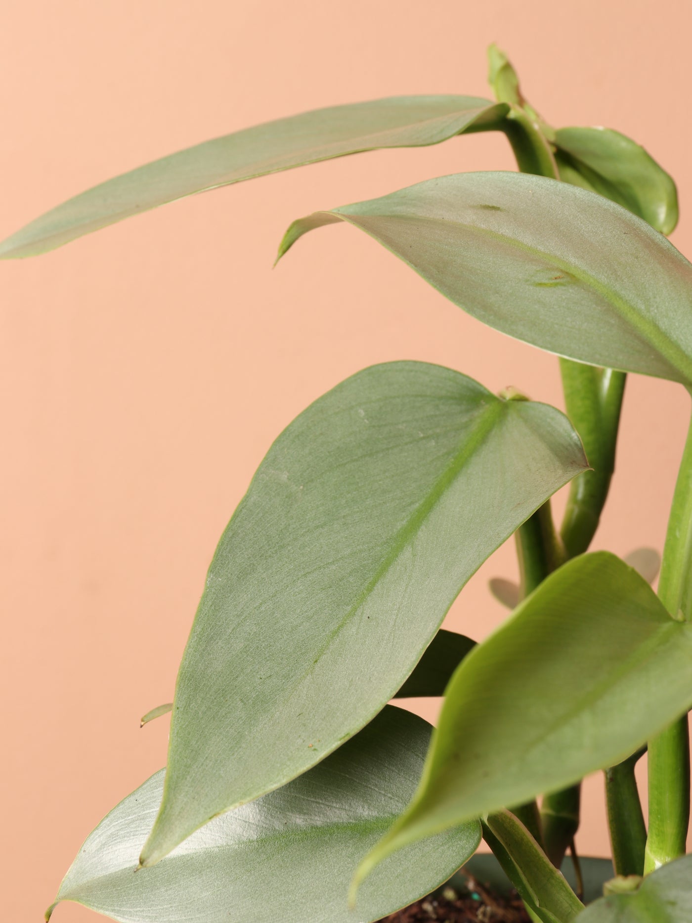 Medium Philodendron Silver Sword (Hastatum)