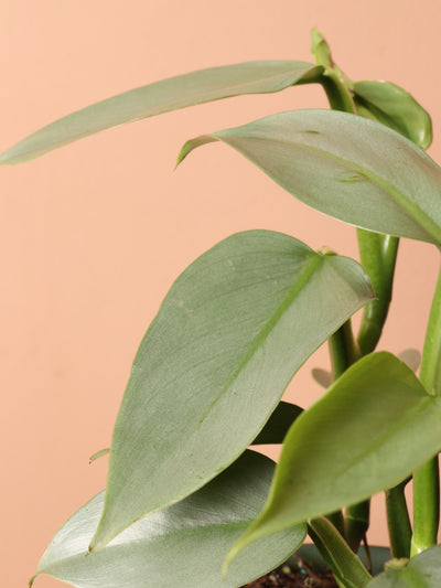 Medium Philodendron Silver Sword (Hastatum)