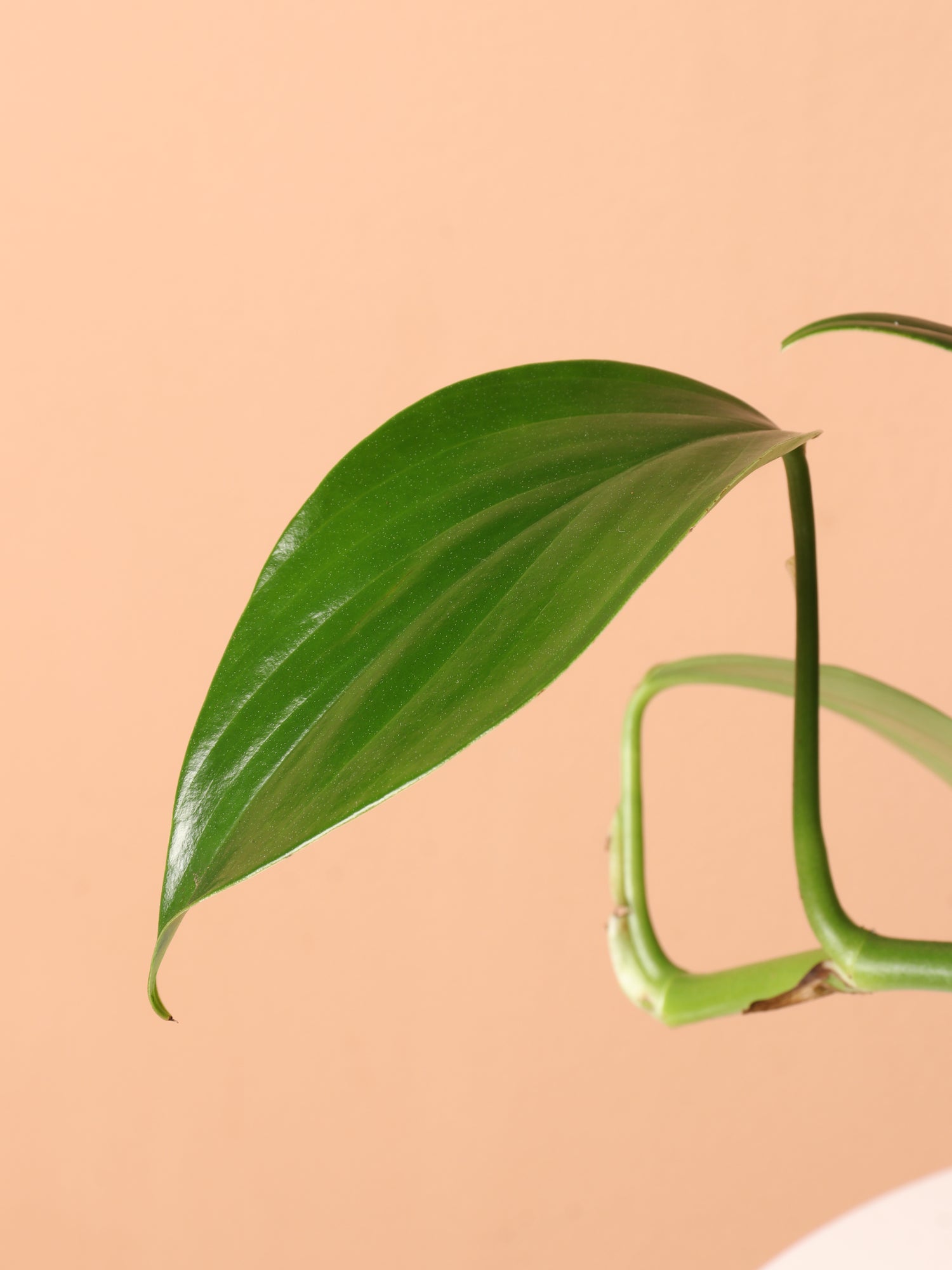 Medium Philodendron Dragon Tail (Rhaphidorphora decursiva) – Dahing Plants