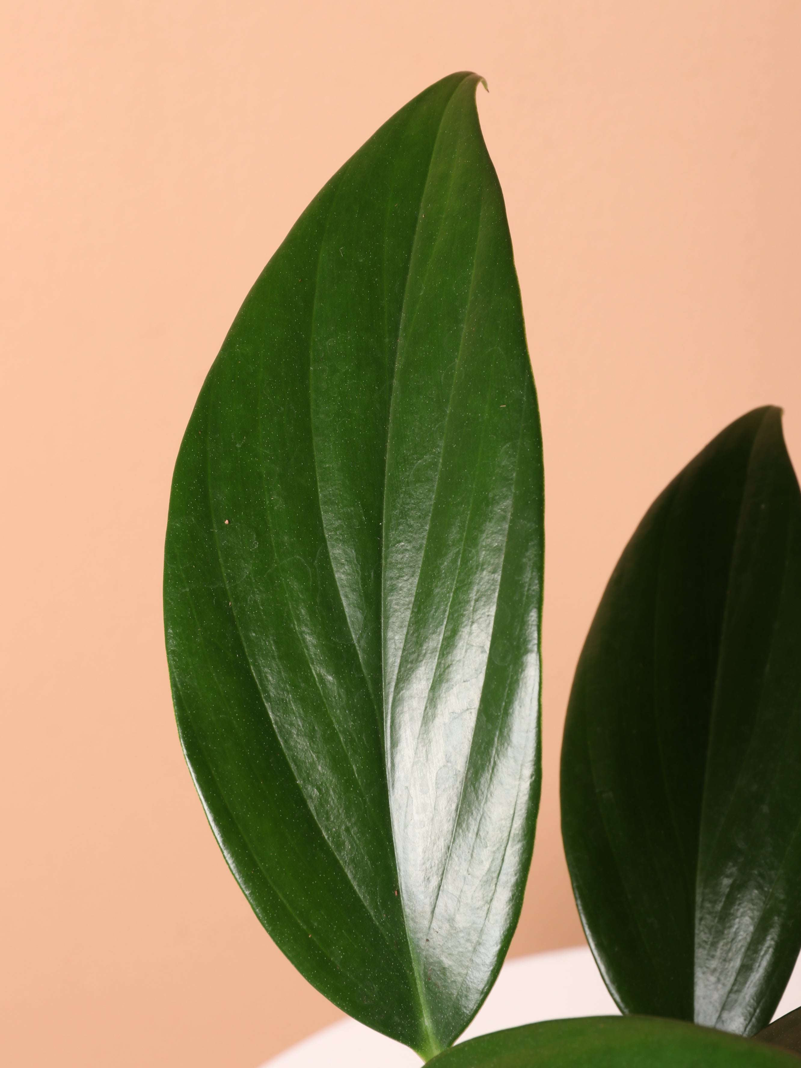 dragon tail philodendron Buy Philodendron Dragon Tail (Rhaphidorphora decursiva) Online