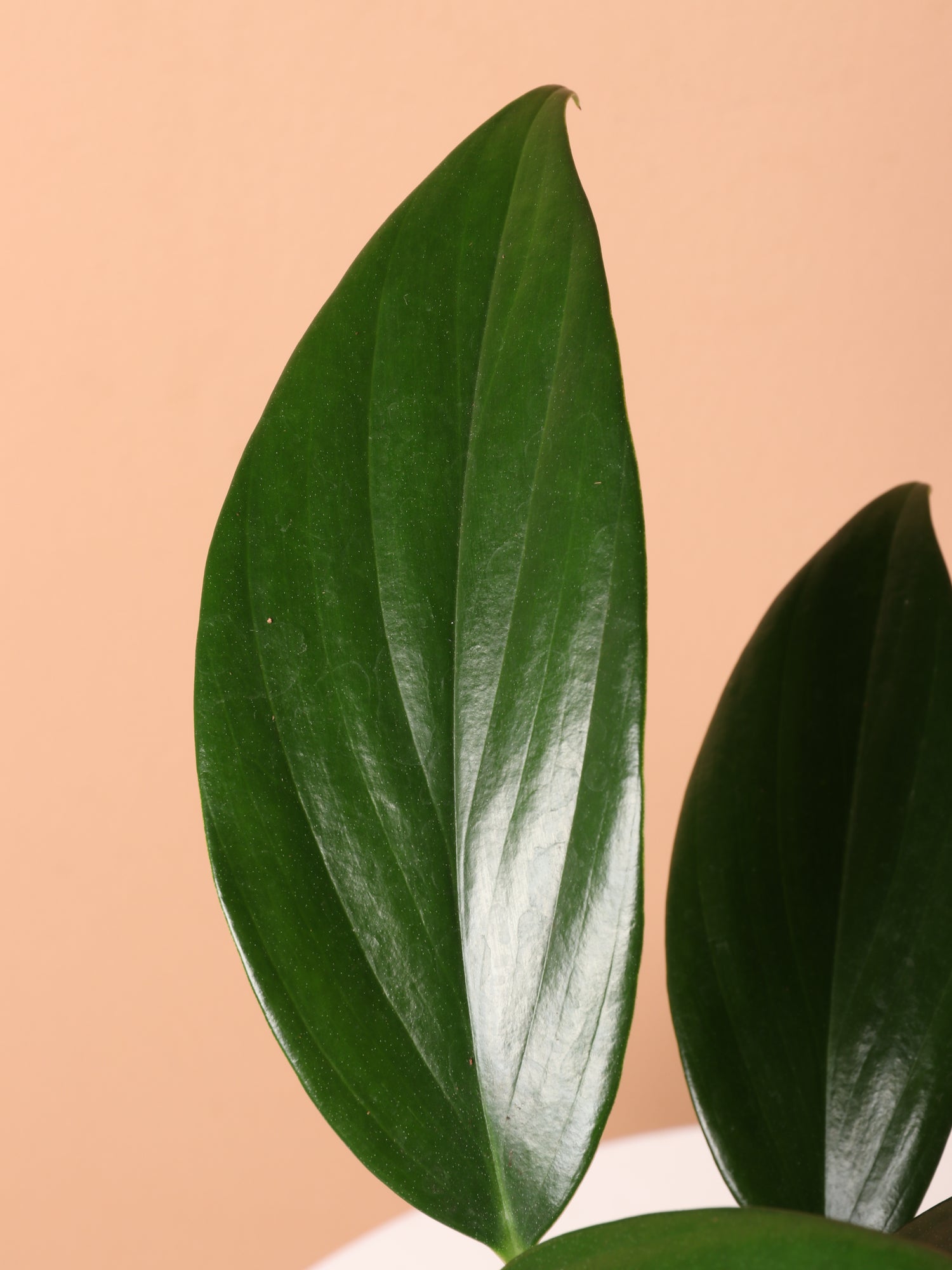 Medium Philodendron Dragon Tail (Rhaphidorphora decursiva)