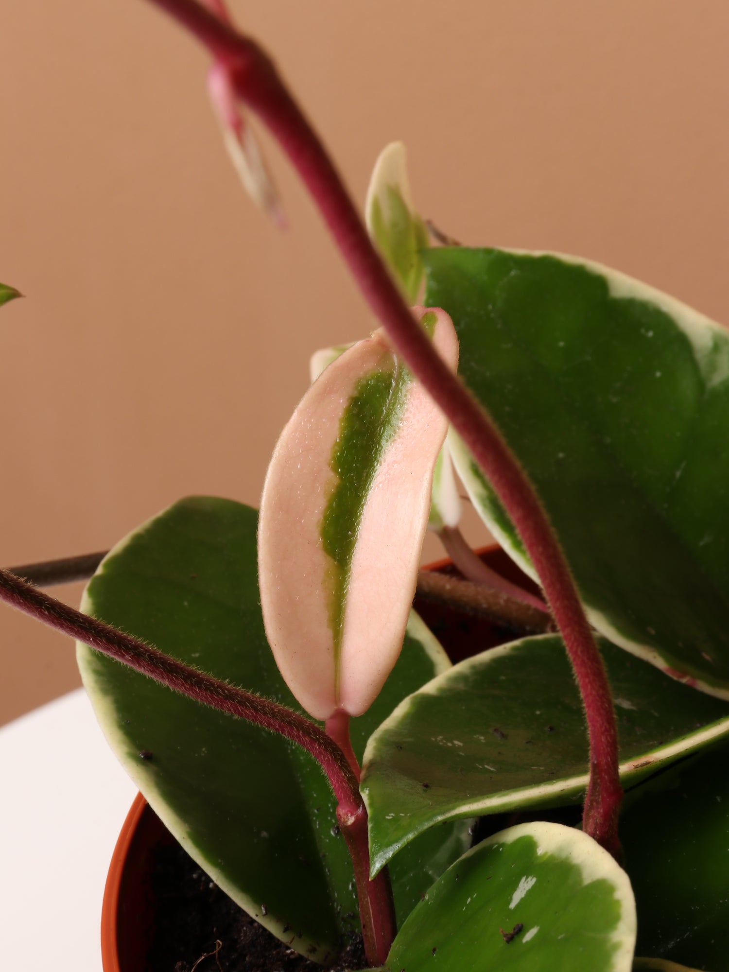 Medium Hoya &