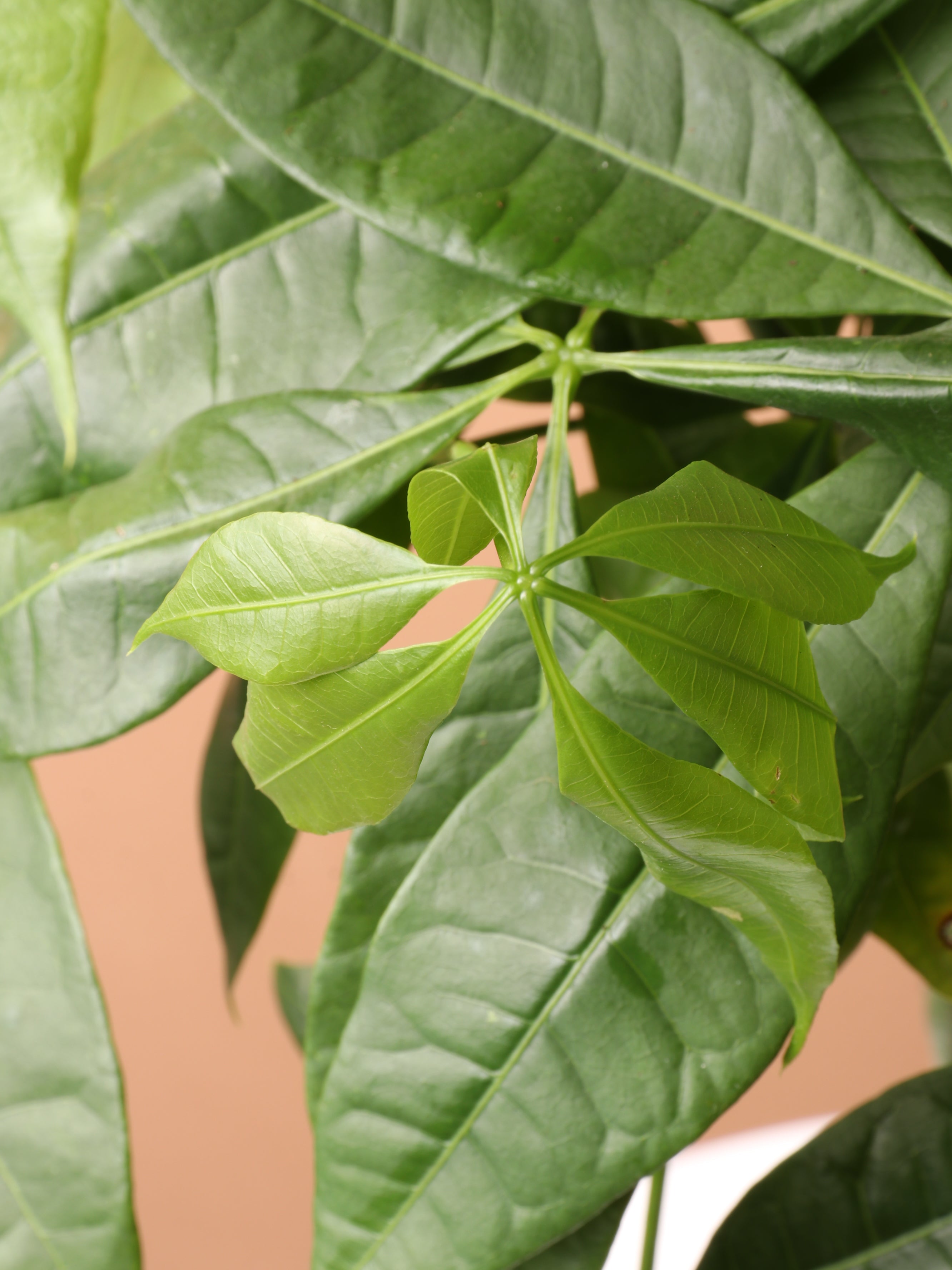 money tree leaves turning white Medium Money Tree (Braided) – Dahing Plants