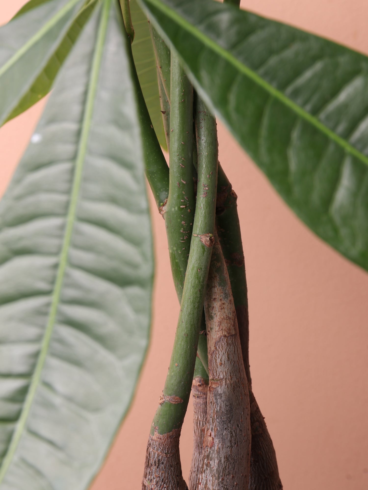 money plant brown edges Medium Money Tree (Braided) – Dahing Plants
