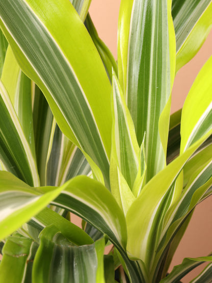 Medium Dracaena Warneckii &