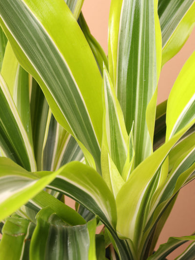 Medium Dracaena Warneckii 'Lemon Lime'