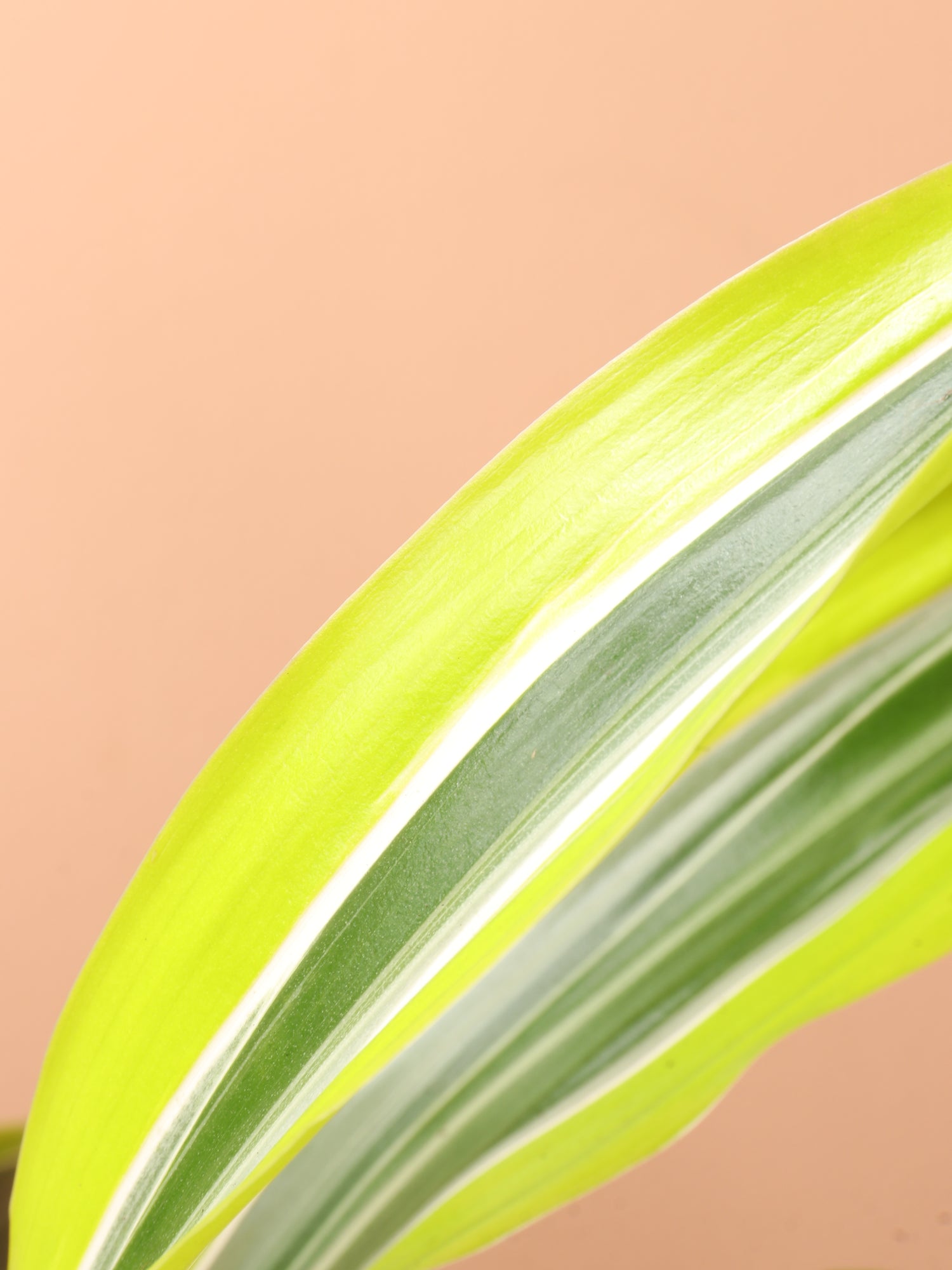 Medium Dracaena Warneckii &