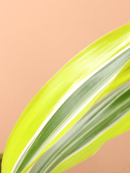 Medium Dracaena Warneckii &
